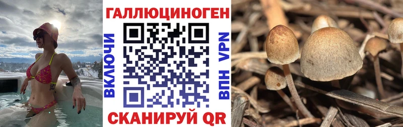 KRAKEN онион Димитровград Галлюциногенные грибы Magic Shrooms